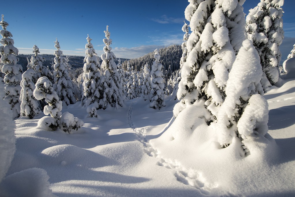 Ingen vet hvor haren hopper. Sporene går mot Vikersund. Sikkert lurt. Gode tilbud på rema ettusen.