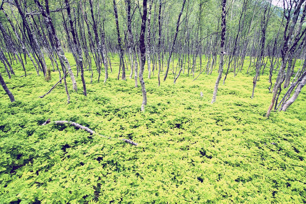 Skogen med sitt særpreg. 