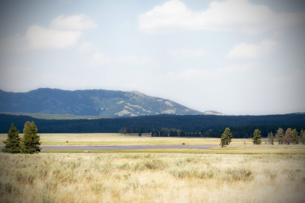 yellowstone-buff